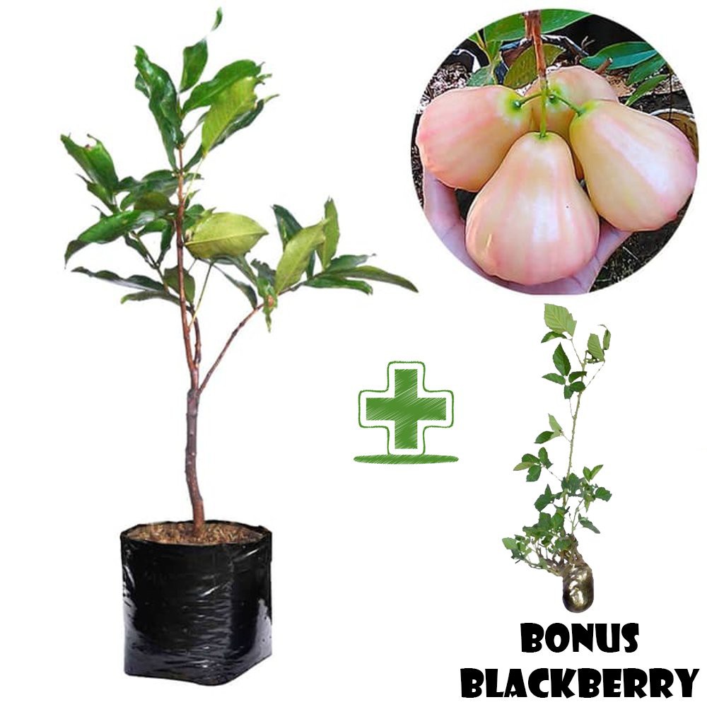 Tanaman Buah Jambu Air King Rose BONUS Blackberry