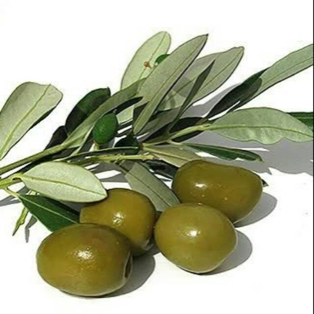 BIBIT TANAMAN POHON ZAITUN ASLI bibit zaitun black mission hasil Cangkok