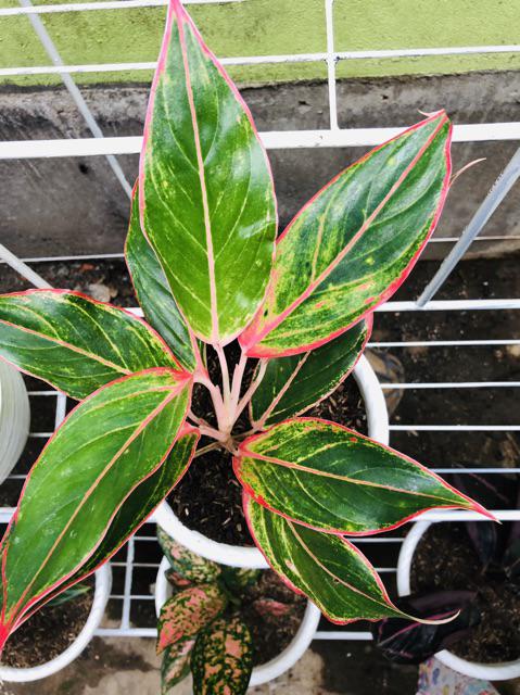 Tanaman Hias Murah 4 Aglonema/paket Aglaonema Hemat Aglo Donacarmen Lipstick Snow White Rotundum