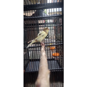 kenari paud lokal bodi ajib