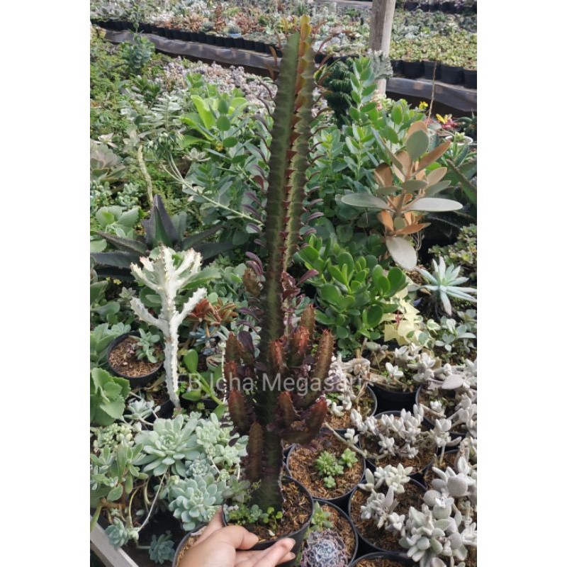 Sukulen Efhorbia Merah