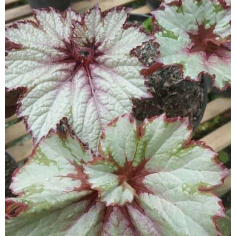begonia Rex silver