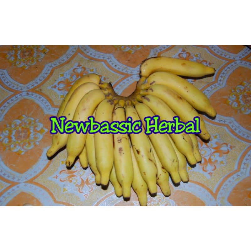 

pisang telunjuk pisang rejang Hasil Kebun Sendiri