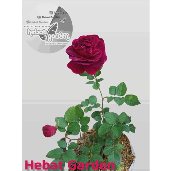 Mawar import Munstead Wod - Ungu Tua