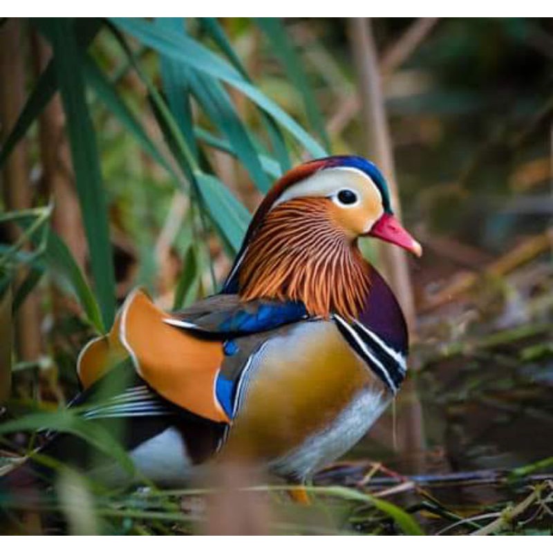 Mandarin Duck dewasa