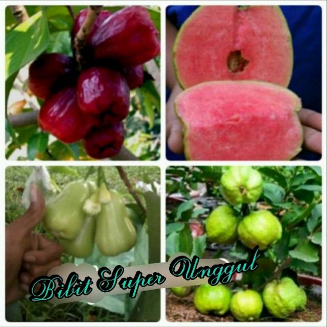 Paket 4 Batang Bibit Jambu Air (Jamaika, Madu Deli Hijau, Jambu Kristal, Jambu Sukun Merah)