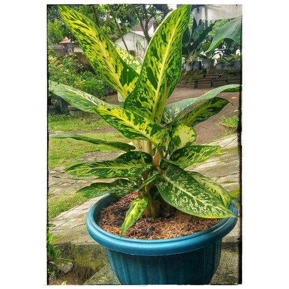 Tanaman Hias Aglonema Diven Candi