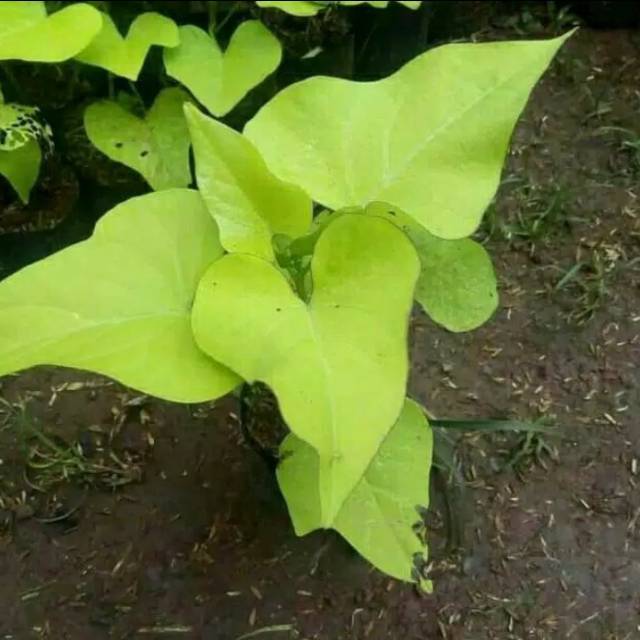 Tanaman Hias Menjalar Ubi Kuning