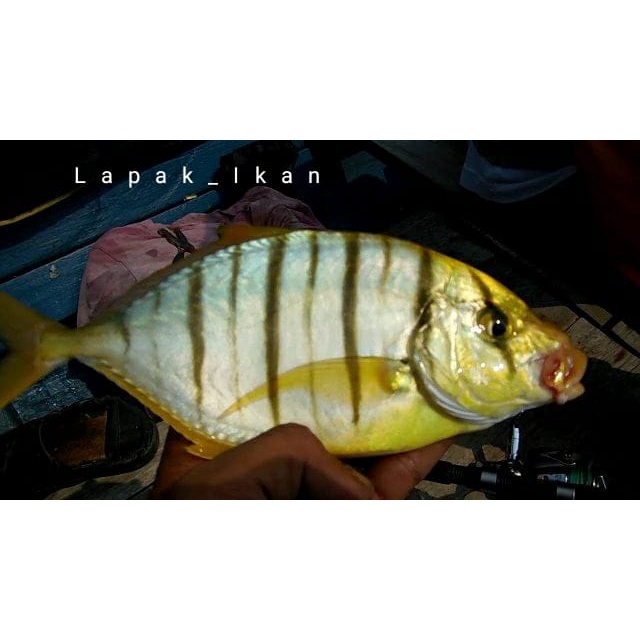 

Ikan Kuwe Macan Segar 1~Kilogram