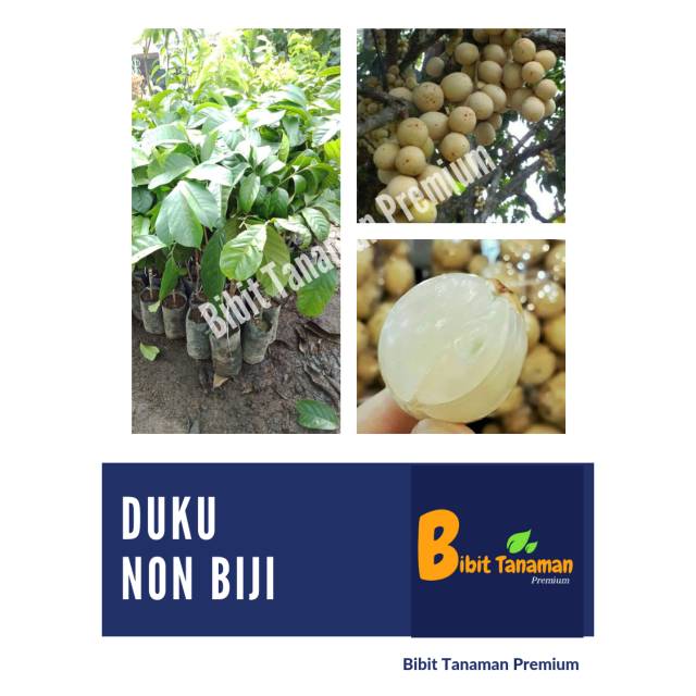 Jual Bibit Duku Non Biji Bibit Tanaman Premium Shopee Indonesia