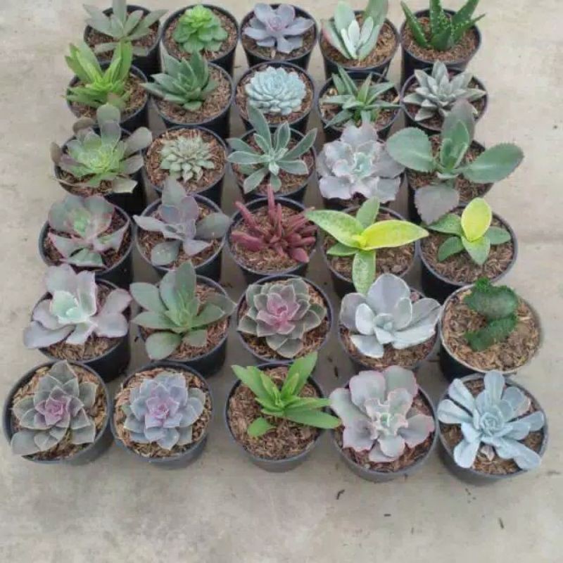 Tanaman Kaktus Sukulen Size Medium / Kaktus Sukulen Size Sedang