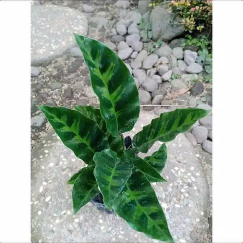 TANAMAN HIAS CALATHEA LOUISAE