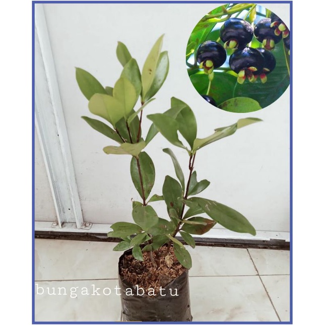 Bibit Tanaman Buah Cherry Grumichama / Black Pitomba