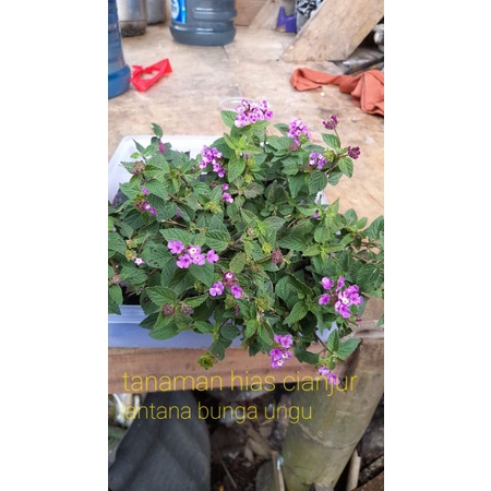 tanaman hias lantana /bunga lantana