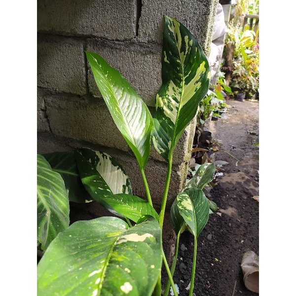 aglonema sri rejeki (bibit tanaman jumbo)