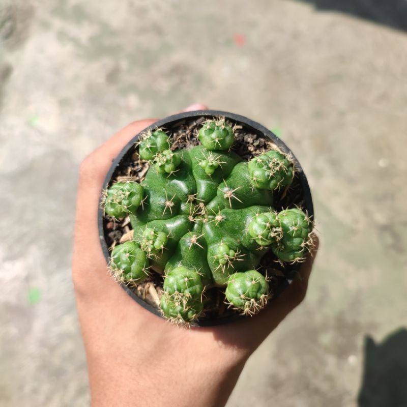 Gymnocalycium Damsii/Damsii/Kaktus ownroot