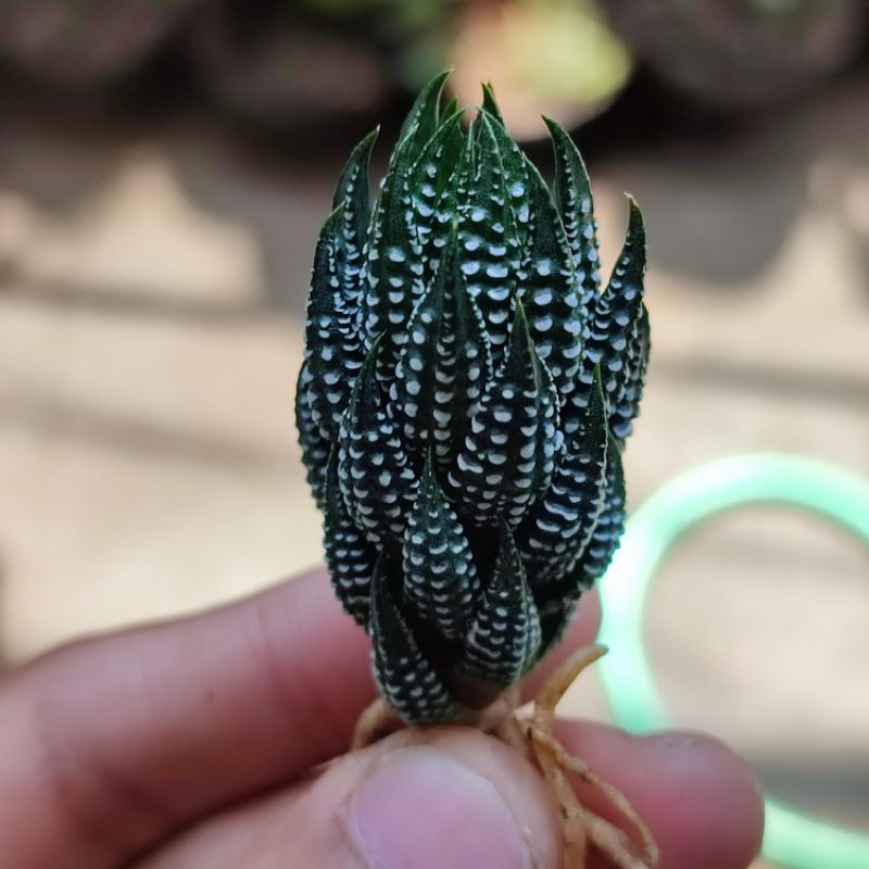 Haworthia Reindwartii var Kaffirdriftnensis Unik