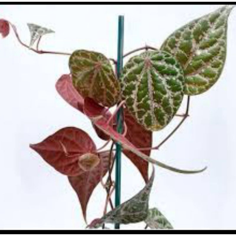 

Daun sirih merah segaarrr