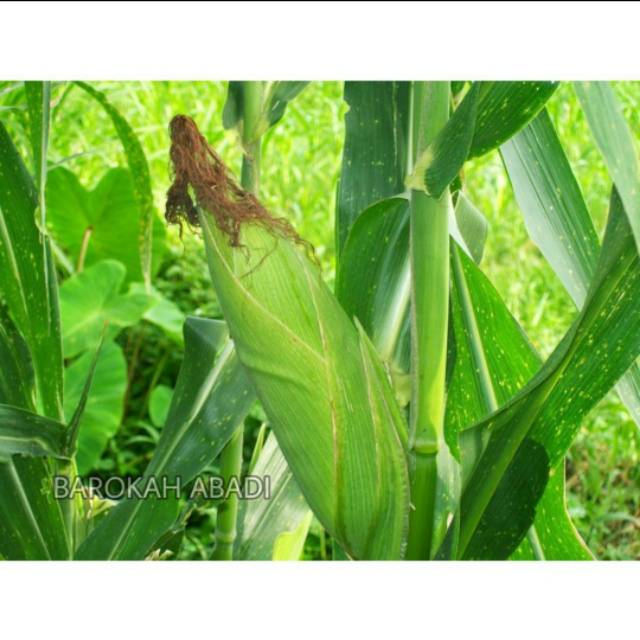 30 Biji - Benih Jagung Manis F1