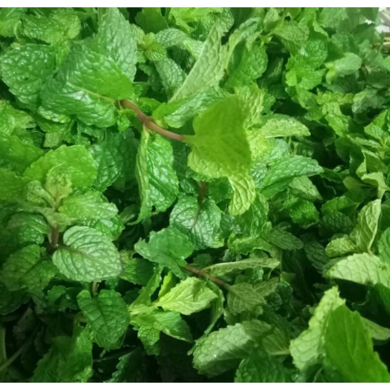 

Daun mint segar