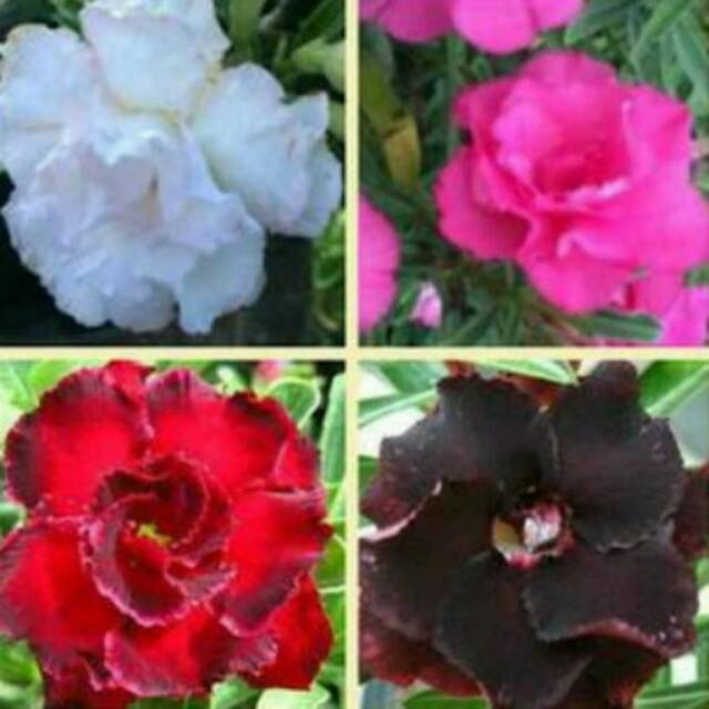 Bibit bunga kamboja jepang tumpuk