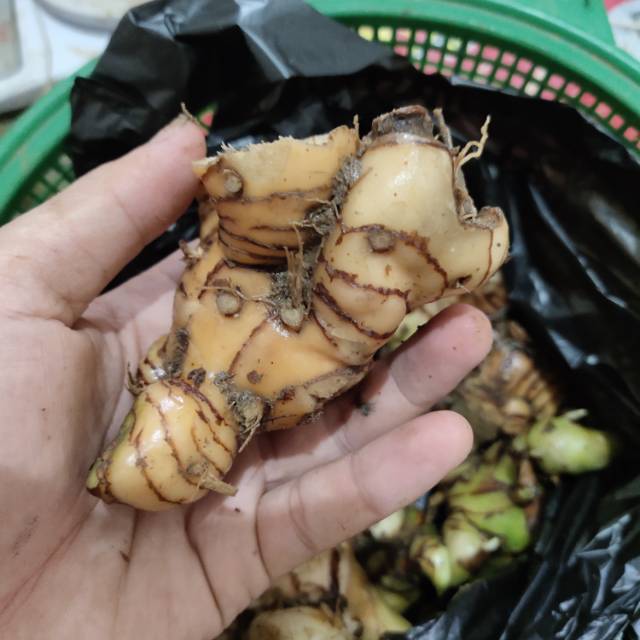 

umbi lengkuas fresh paket 1 kg