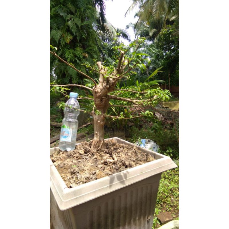 bonsai anting Putri sudah berkarakter akar keliling