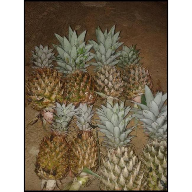 

BERKASIAT JUAL BUAH NANAS MUDA SEGAR 100% ORI