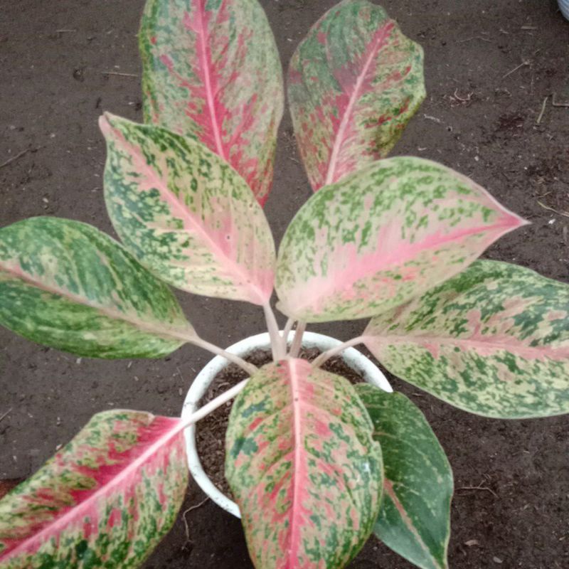 real pict aglonema splash ping daun 9