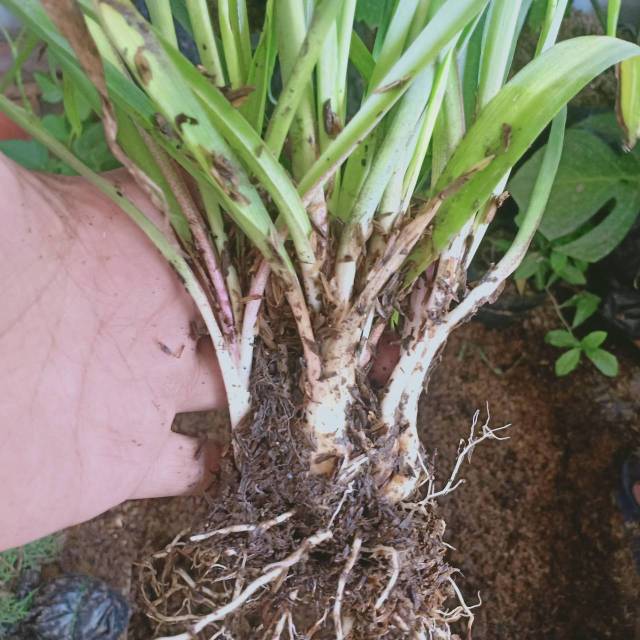 Sedap malam polibag (belum berbunga) - Bibit Tanaman Bunga Sedap Malam Bibit Hidup isi banyak umbi