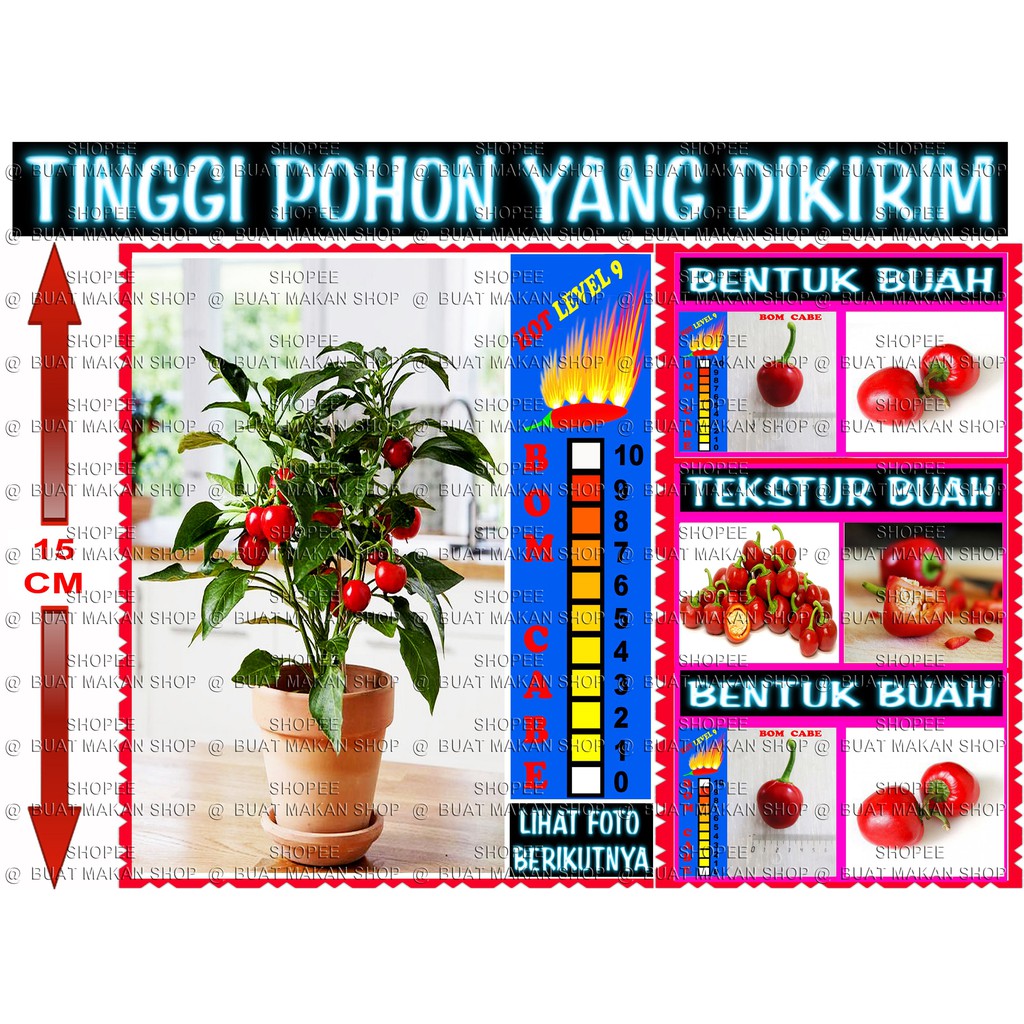 

CABE CHUBBY BERBUAH