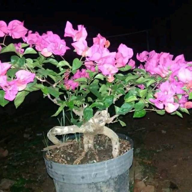 bunga bugenfil