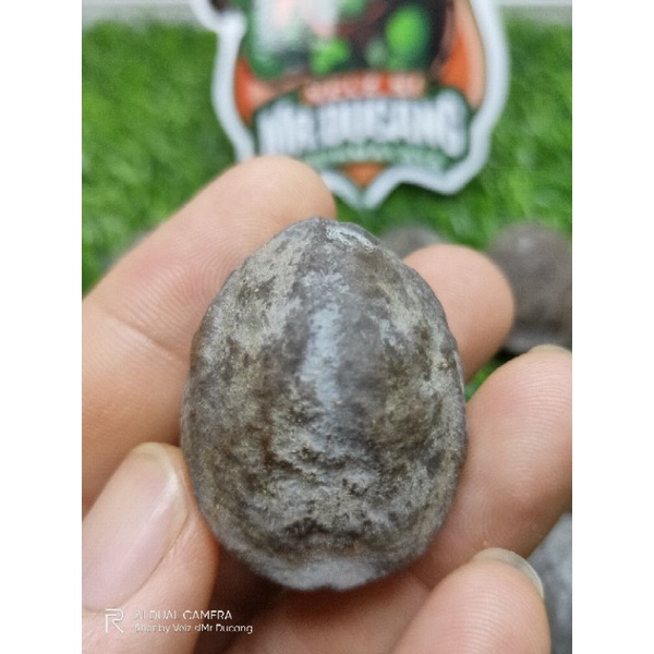 MUNCANG ADU JAYANTI SI BEDUG ORIGINAL 100%