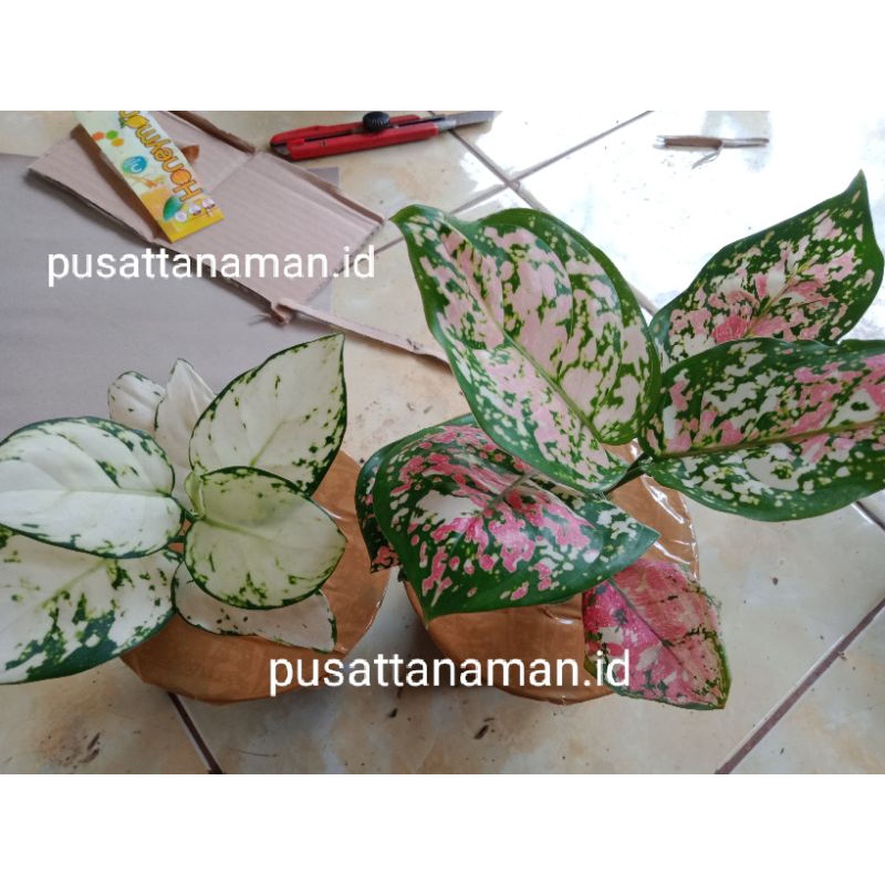 paket 2 jenis AgloNema remaja tricolor+super white (COD)