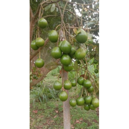 bibit tanaman apokat Miki 3 pcs terunggul