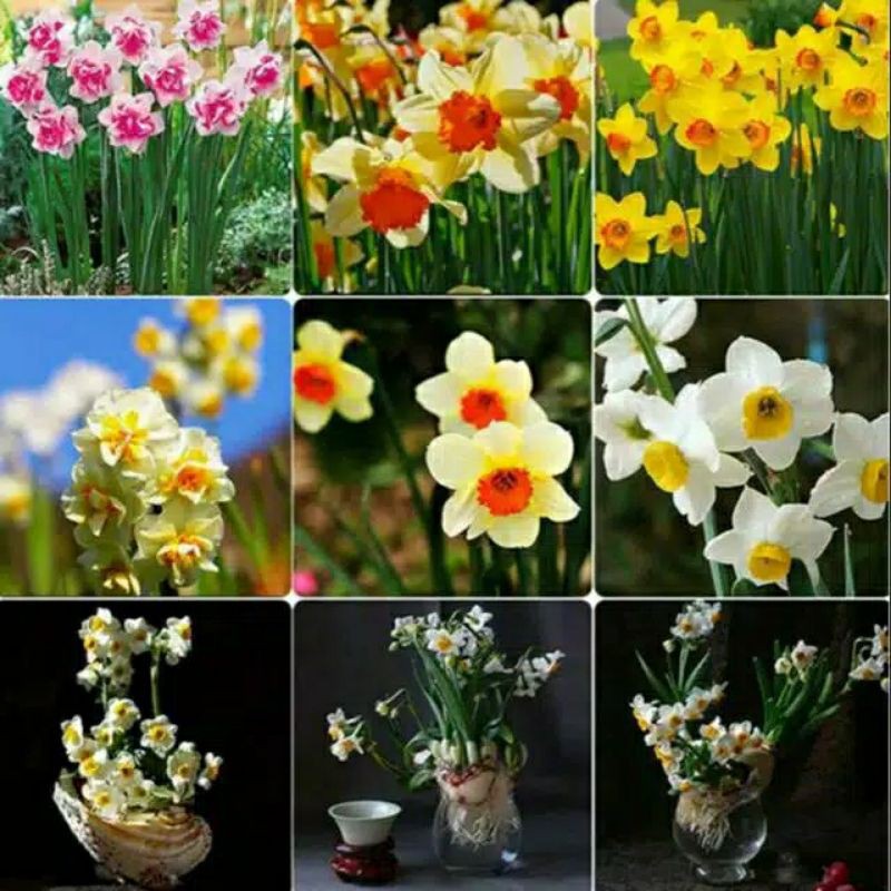 benih bunga NARCISSUS DEFODIL import