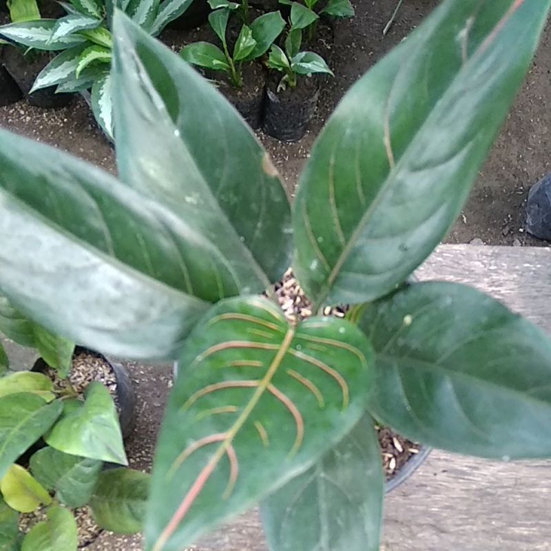 aglonema rotundum tiger dewasa promo murah