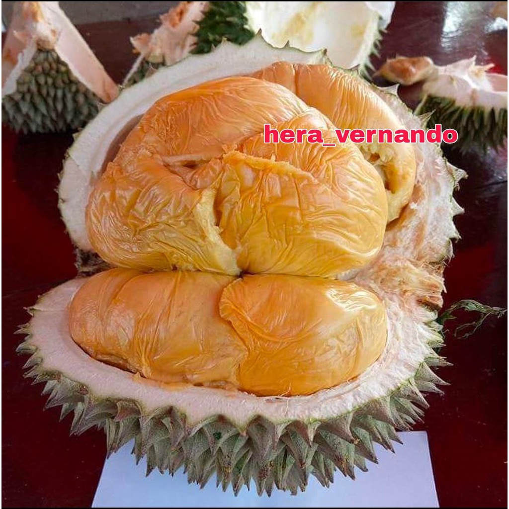Bibit Durian Duri Hitam Kaki 3 Super Okulasi