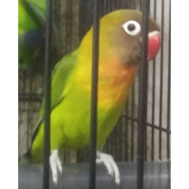 Burung Lovebird Love Bird Josan Balibu Shopee Indonesia