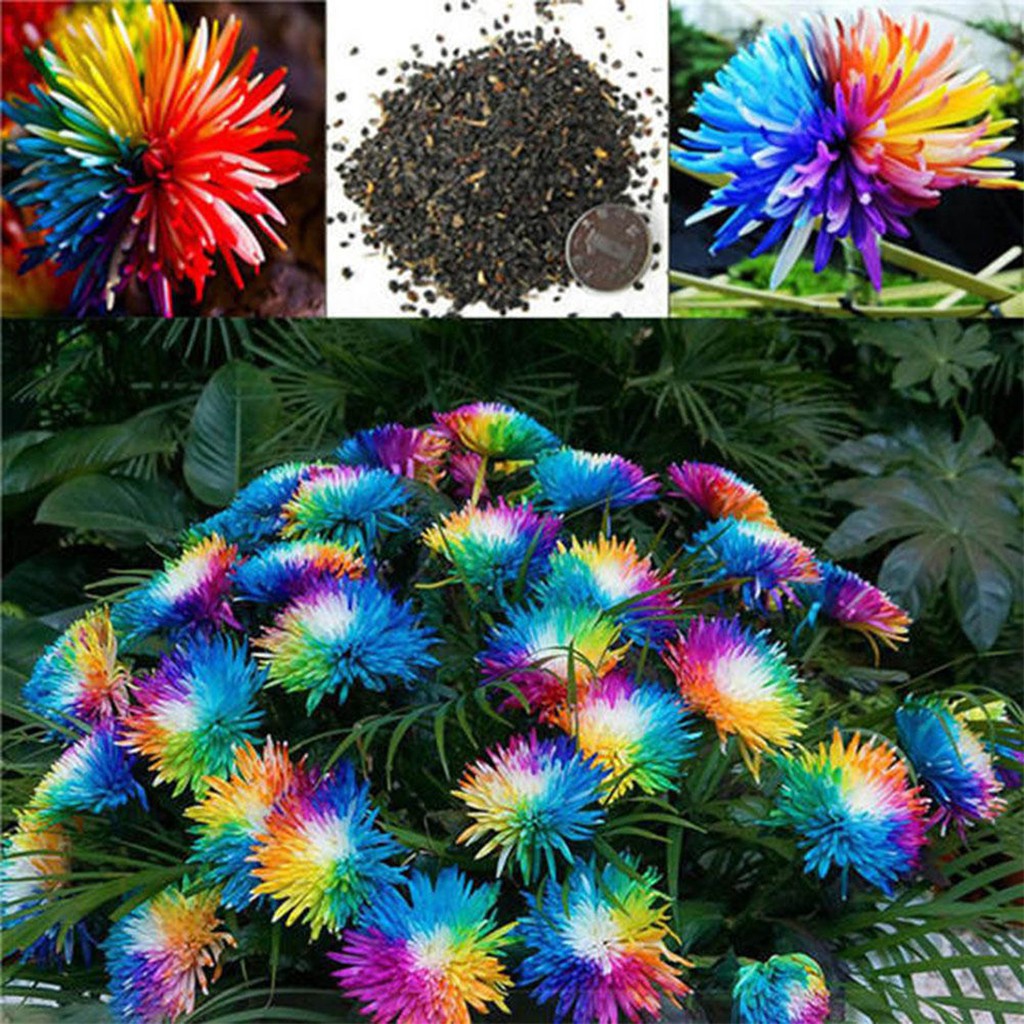 Benih Biji Bunga Krisan Pelangi - Tanaman Rainbow Chrysanthemum Flower - Bunga Krisan Pelangi - COD