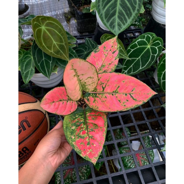 PROMO AGLONEMA RUBY FANTA (anakan) bisa (COD)