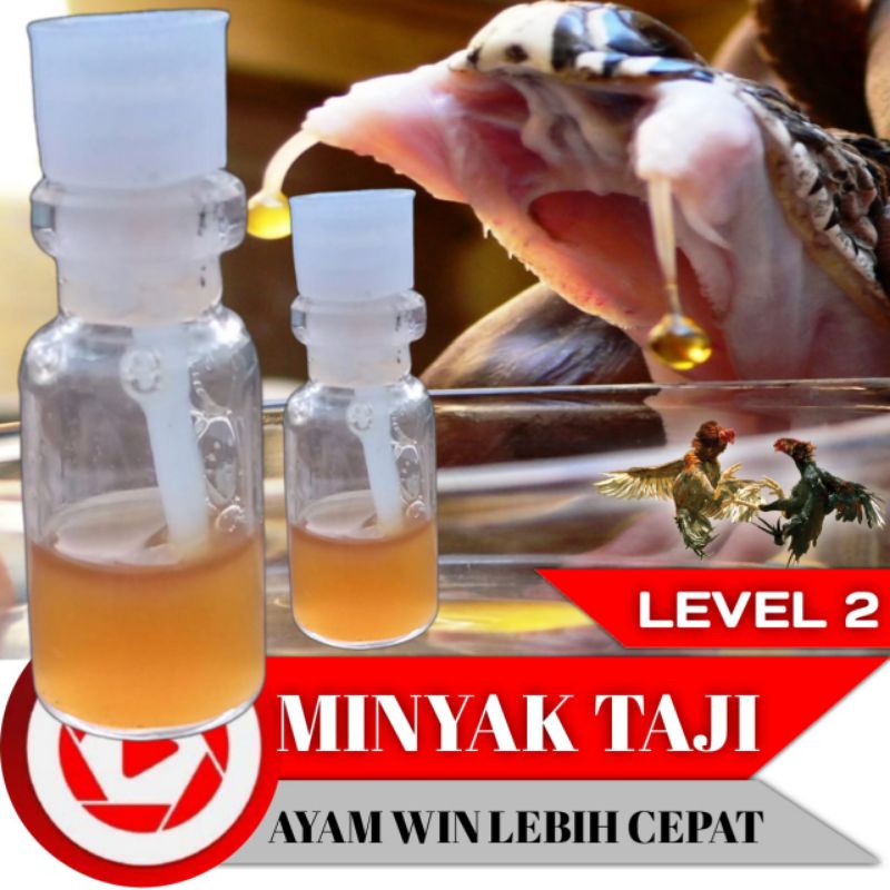 Sabung ayam Bangkok aduan minyak Taji RACUN JALU ULAR WELING auto win