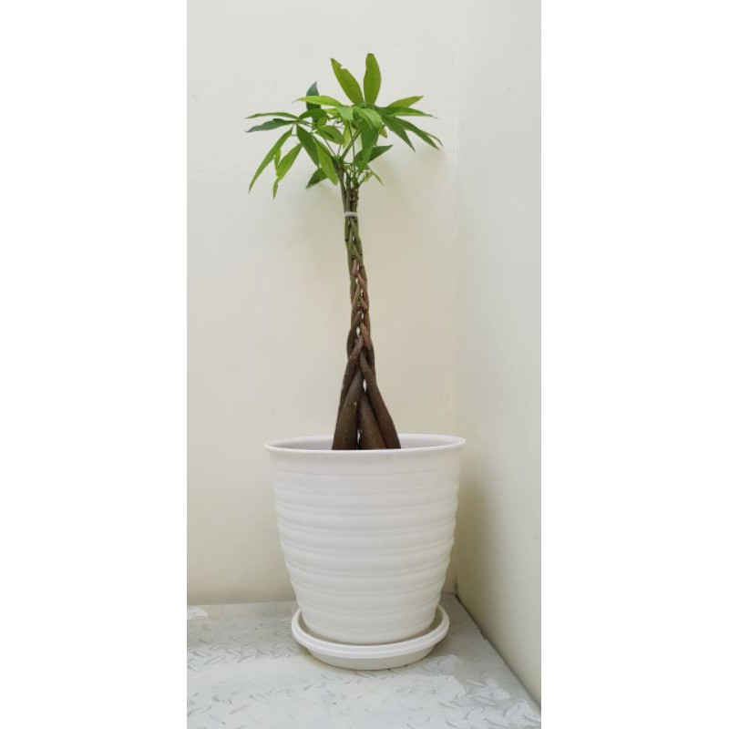 TANAMAN HIAS PACHIRA KEPANG 5 TINGGI 50 CM Tanaman Hias Hidup pachira kepang 5 ukuran tinggi 50 cm m