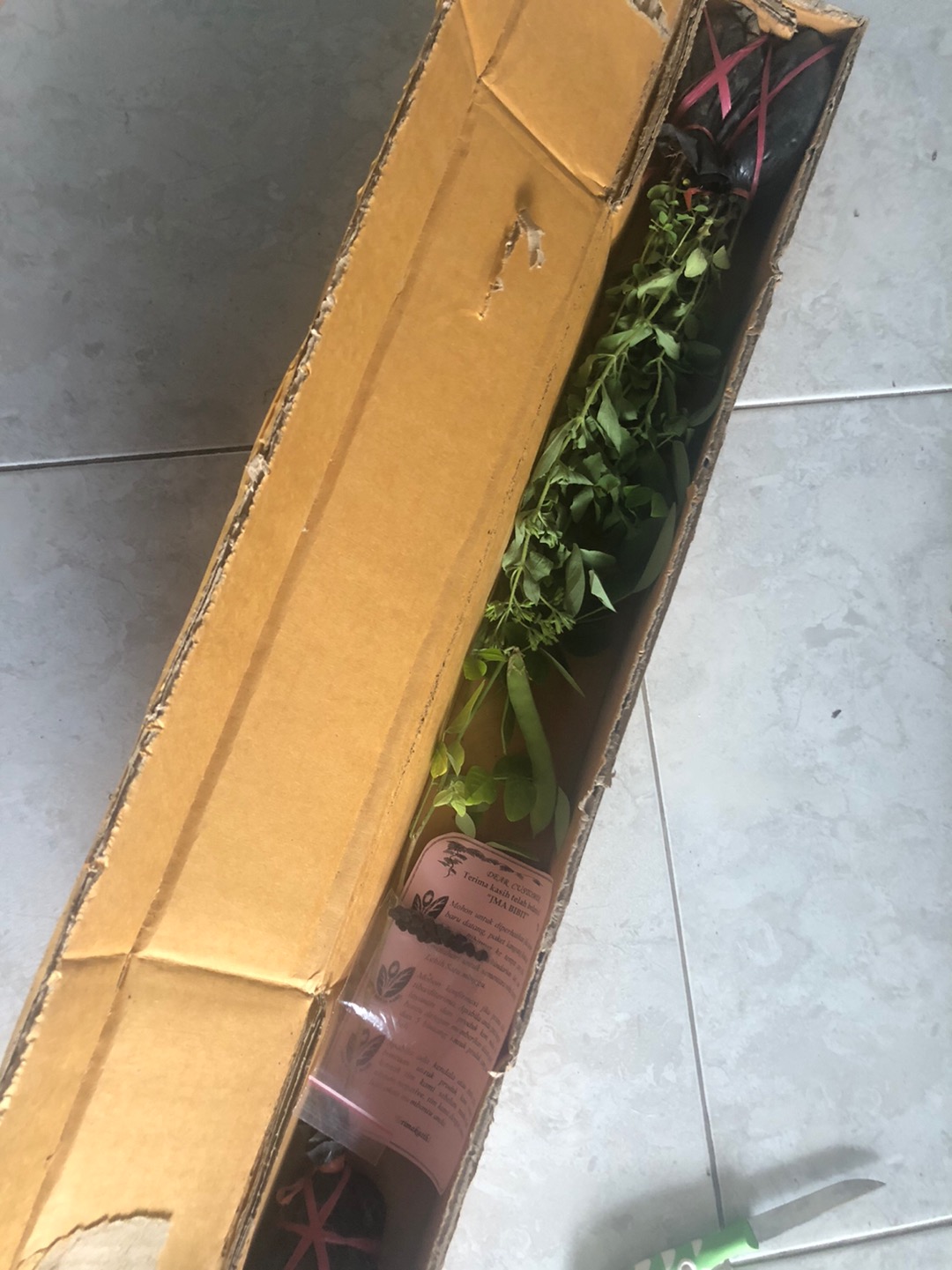 20 Biji Bunga Telang