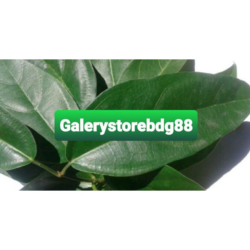 

Daun cincau hijau segar petik langsung 500 gram-az