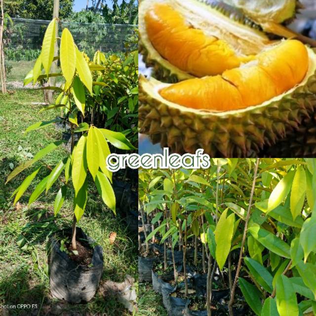 bibit asli durian musangking unggul