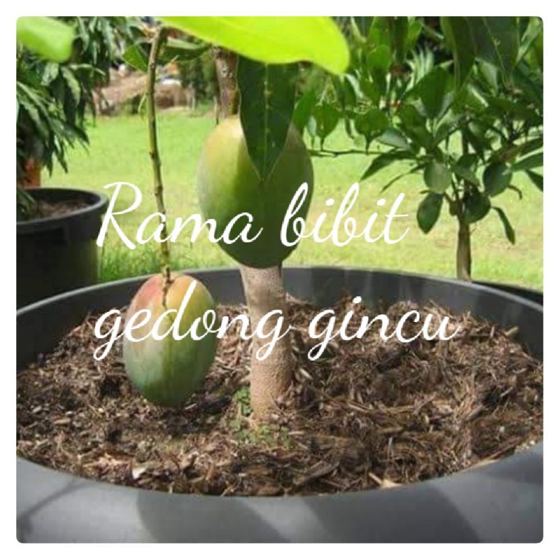 bibit mangga gedong gincu super unggul