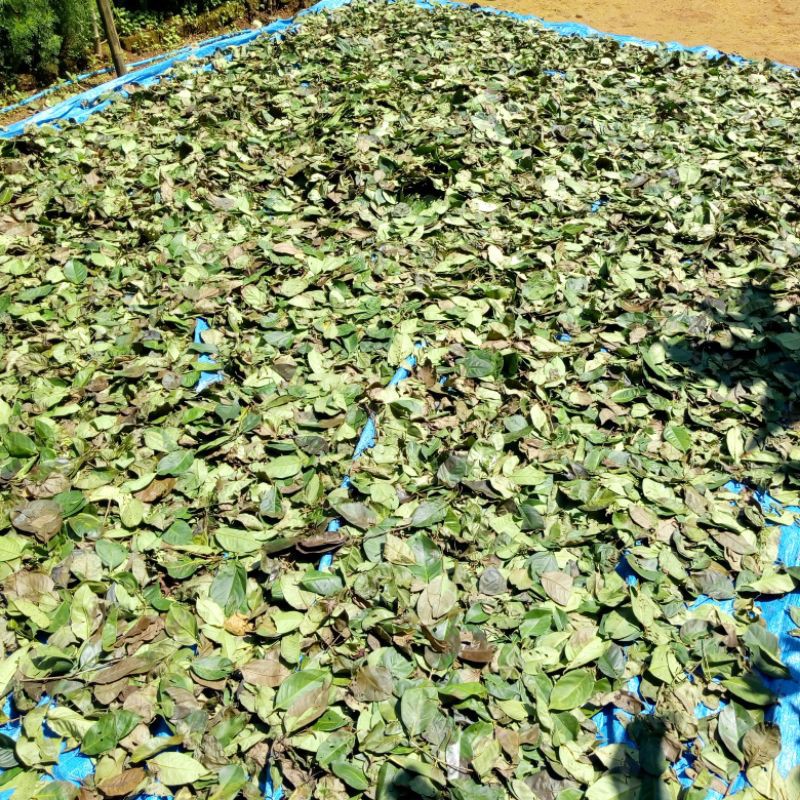 

Daun salam kering 1kg