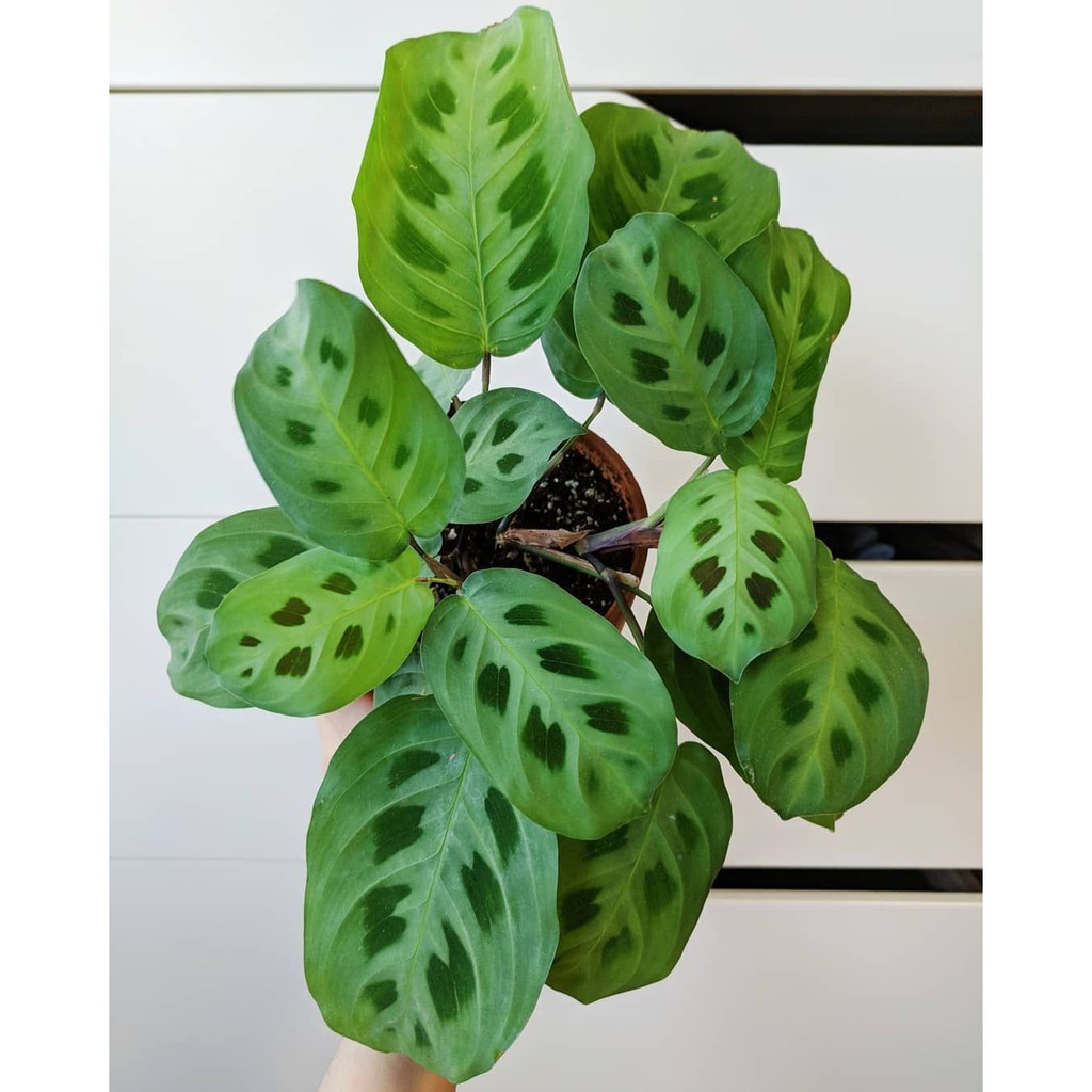 Tanaman Daun Calathea Maranta Katak bergaransi