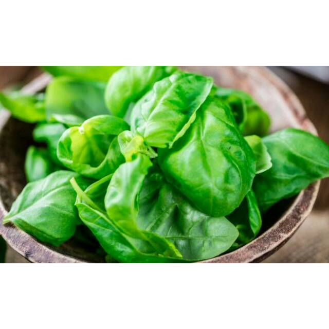 

Daun Basil fres // daun Basil Segar ( 1kg + 500gram)